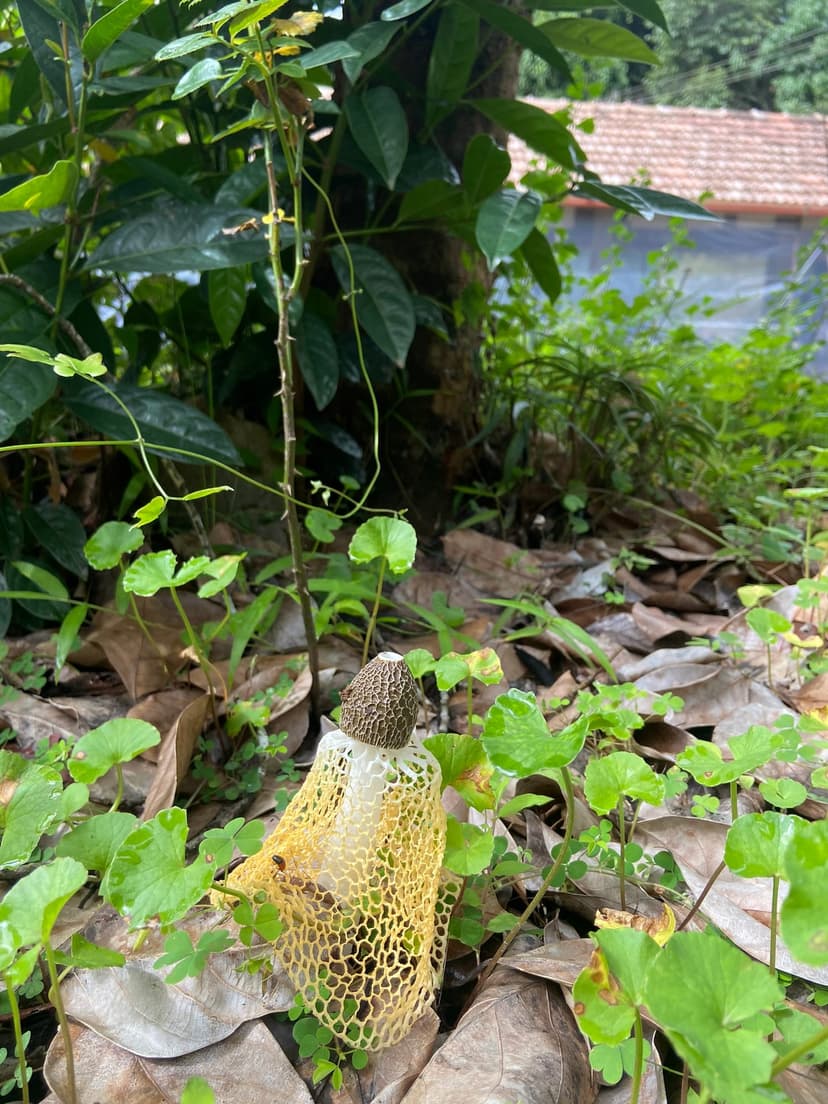 Chikmagalur